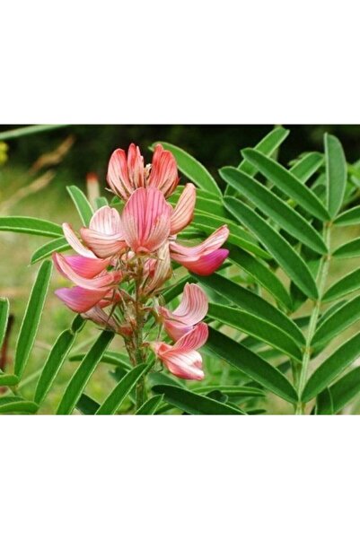 Arzuman Korunga Tohumu 3 kg