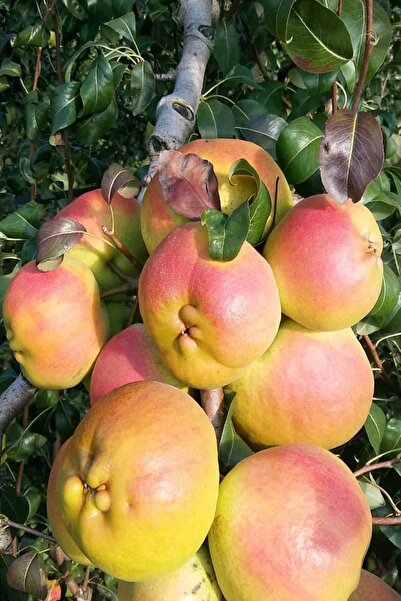 DOĞA FİDANCILIK ( 2 Adet ) İri Deveci Armut Fidanı 3 Yaş