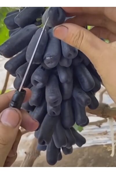 Özer 2'li Paket Black Finger Üzüm Fidanı