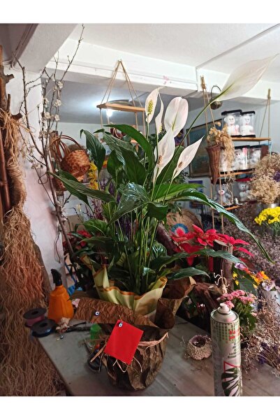 Spathiphyllum (Yelken Çiçeği) Saksı