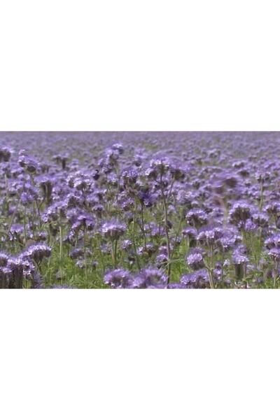 Arzuman Arı Otu Tohumu 1 Kg Fazelya Tohumu Faselya Tohumu Ballı Bitki Arıotu ...