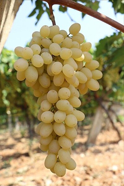 sultaniye üzüm fidani