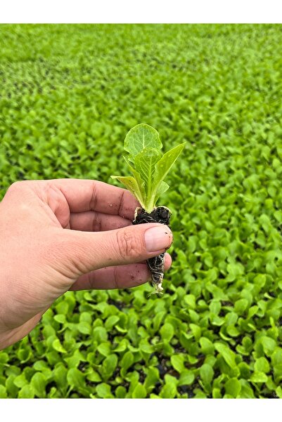 Aksu Fide Yedikule Marul Fidesi 300 Adet Presidential Çeşidi