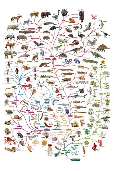 TELLGRAF Evolution Tree Board for Schools (25x35 cm)