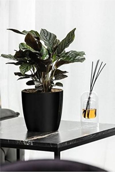 SERİNOVA Polivahome Ruby Flower Pot No.4 7.4 Lt.