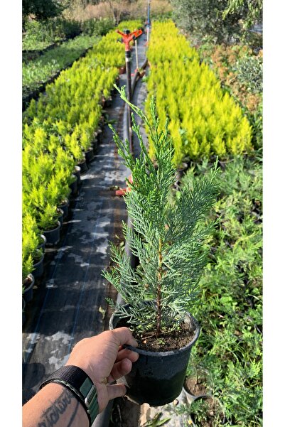 körfezgardens 2 lt saksılı LEYLANDI Fidanı 40-45 cm Boy