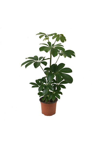 Betonish Schefflera Arboricola (Şeflera Çiçeği)