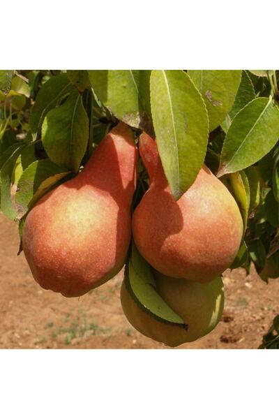 Bitki Dizayn Tüplü Aşılı Tam Bodur Santa Maria Armut Fidanı