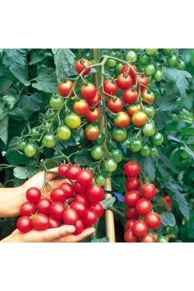Bitki Dizayn Saksılık Bodur Çeri Domates Fidesi-5 Adet
