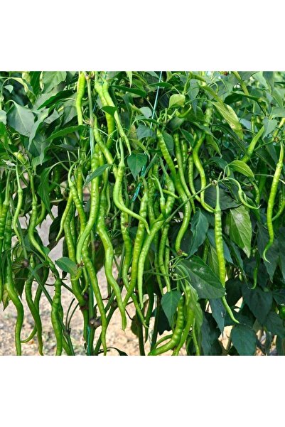 Genel Markalar Bol Verimli Turşuluk Acı Sivri Kıl Biber Fidesi (5 ADET)