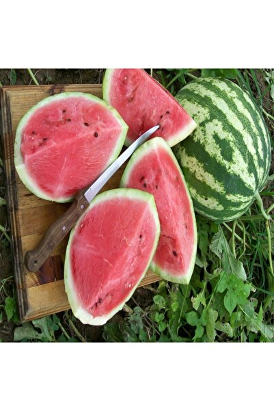 Bitki Dizayn Bol Sulu Lezzetli Crimson Sweet Karpuz Fidesi (5 Adet)