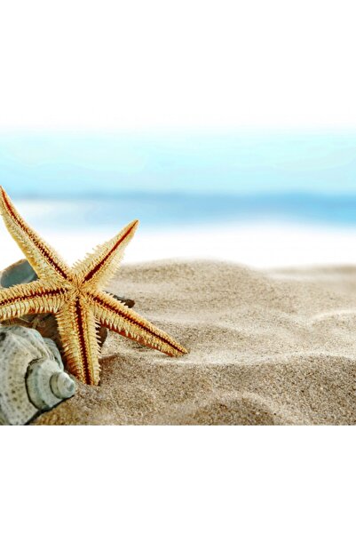 Aker Hediyelik Ucuz Deniz Yıldızı 25 Adet 4cmx8cm Hesaplı Deniz Yıldızları Hobi El Işi Ürünleri Vıp Denizyıldızı