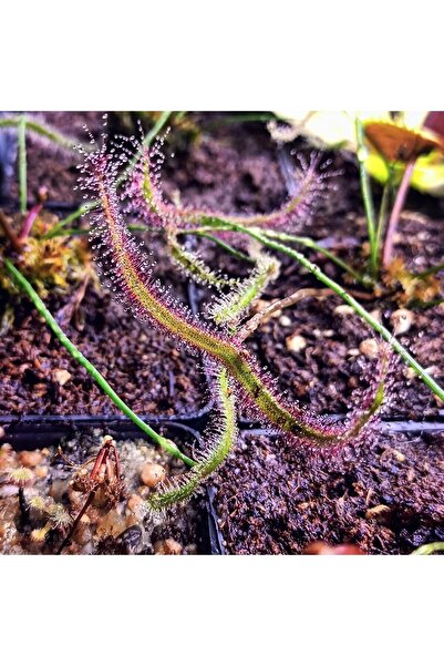 mobuflora Drosera Binata ''multifida'' Koleksiyonluk Özel Tür Etobur Bitki Sinek Kapan