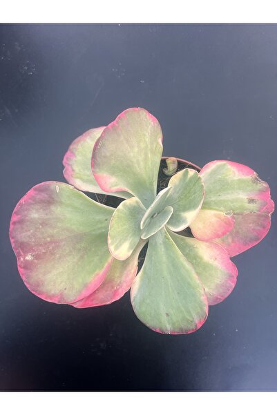 FİDEİSTE Calanchoe Thyrsiflora Fantastic 13 cm saksıda İthal