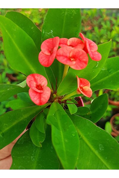 EGE GARDEN Kucuk pembe somon renk dikenler tacı euphorbia 5.5 cm saksıda