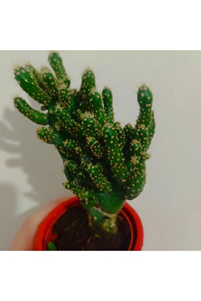 SARMASK Kaktüs -skulent 10-15