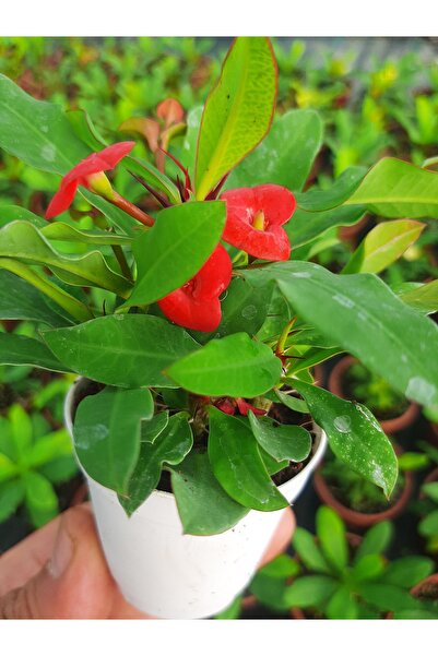 EGE GARDEN Kırmızı renk dikenler tacı euphorbia milii 5.5 cm mini saksıda can...