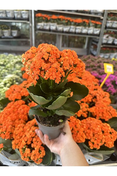 Çiçek kalanchoe
