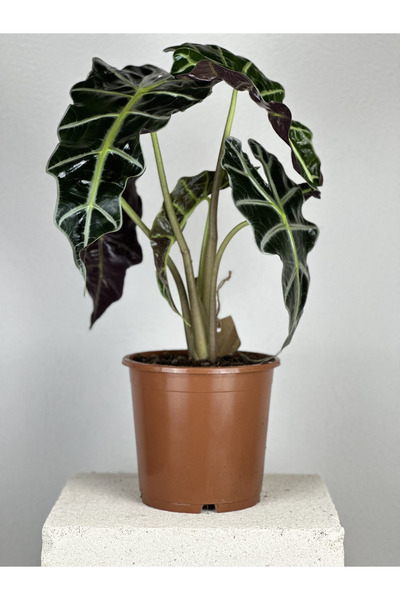 Chloriss Garden Alocasia Polly - Fil Kulağı - Ev Ofis Salon Iç Mekan Bitkisi