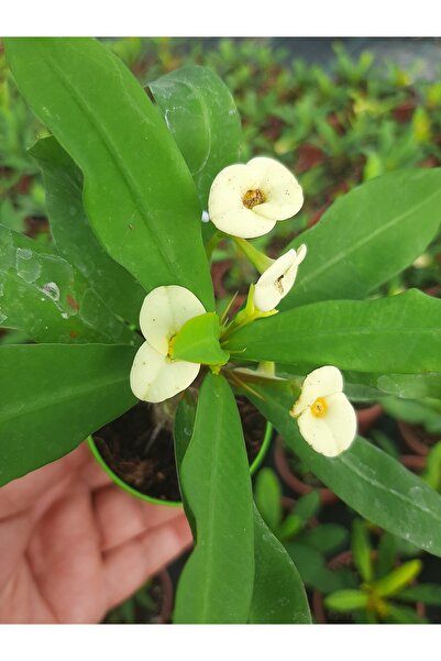 EGE GARDEN Beyaz cicekli ithal euphorbia milii 5.5 cm saksıda dikenler tacı
