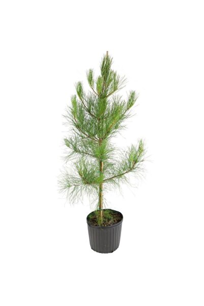 doğaşık Fıstık Çamı Fidanı Bahçe İçin 5 Adet 20-30 cm Pinus Pinea