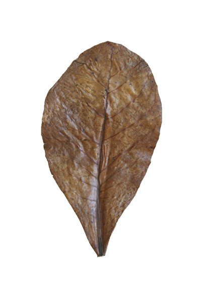 Badem Akvaryum Catappa Yaprağı Su Düzenleyici Ve Karides Yemi 5 Adet