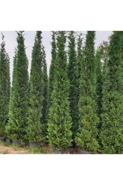 taşkar peyzaj Selvi Leylandi Çam Fidanı Tüplü 60-80 Cm