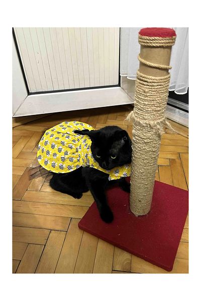 Gobo Bee Patterned Yellow Cat Dog Outfit Dress