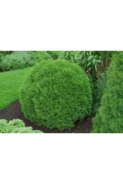 doğaşık Peyzaj Bahçelerinde Süsleme Yapılan Yeşil Top Mazı Tüplü