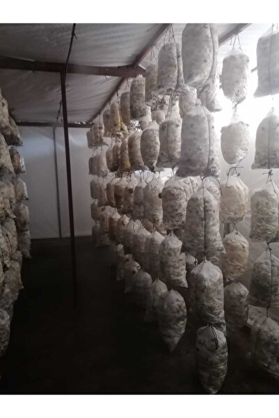 Arnego Istiridye Mantar Tohumu (Hediyeli) 3 Kg