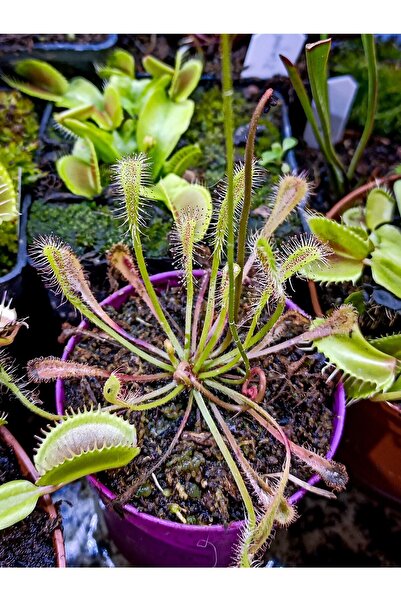 mobuflora Drosera Nidiformis Koleksiyonluk Özel Tür Etobur Bitki Sinek Kapan 5,5 Cm Saksıda