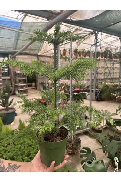 Çiçek Salon Çamı Araucaria Heterophylla 14cm