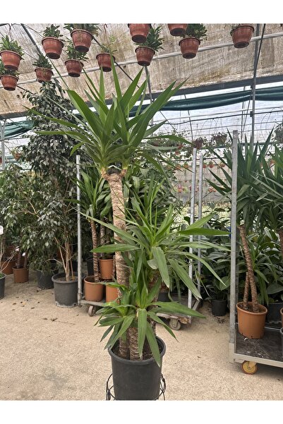 Genel Markalar Yucca Avize Çiçeği 3'lü Dikim 40-70-120 cm