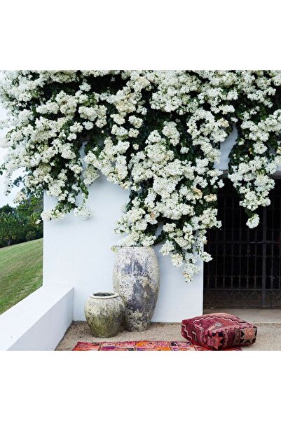 AYDOĞDU Saksıda Beyaz Begonvil Sarmaşığı Fidanı(1M İLE 1.5M)