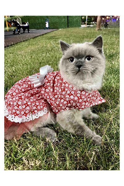 Gobo فستان كلب قطة حمراء مزين بالزهور البيضاء مع فيونكة مقاس متوسط/م/مقاس 2