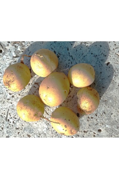 KAPOR ORGANİK BABY PATATES