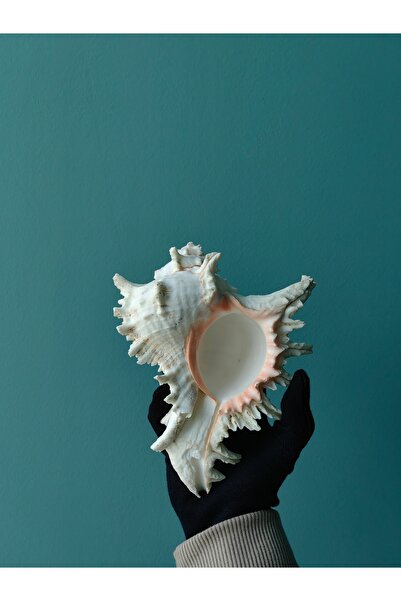 Seashell Rio Deniz Kabuğu ; Murex Ramasus / 1 Adet / 17 - 20 Cm