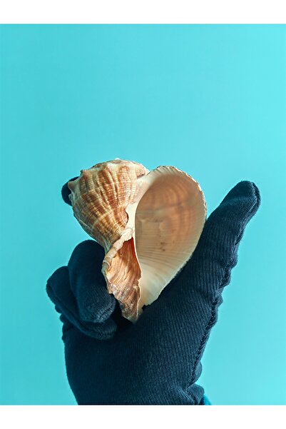 Seashell Rio Deniz Kabuğu ; Rapana / 1 Adet / 8 - 10 Cm