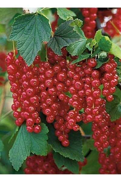 doğaşık Ev Bahçenizde Sofralarınıza Renk Katın: Frenk Üzümü Fidanı