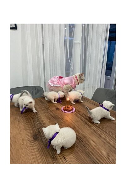 Gobo Beyaz Kareli Pembe Dişi Kedi Köpek Kıyafeti Elbisesi XSmall/XS/Beden 0