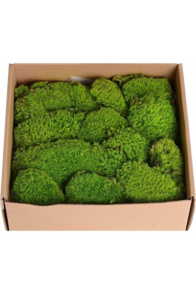 bitkicim Şoklanmış kadife yosun rabbit moss 1 m2