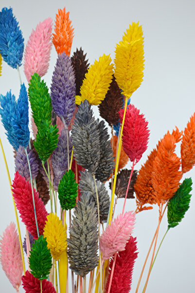 Dekora Çiçek Kurutulmuş Kuş Otu (Palaris Çiçeği) Renk Şöleni 40 Dal