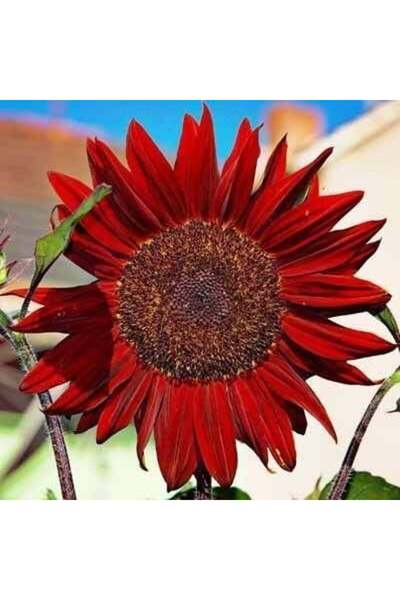 ZENGARDEN EV VE BAHÇE Alev kırmızı ayçiçeği tohumu red sun sunflower helianthus annuus