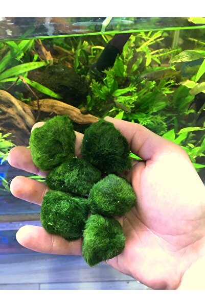 Malawi İzmir Akvaryum Marimo Moss Ball Yosun Topu 1 Adet 2-4cm