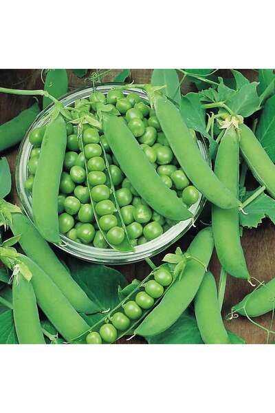 ZENGARDEN EV VE BAHÇE Bezelye tohumu bahçe bezelyesi erkenci