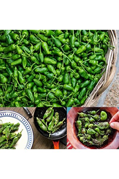 ZENGARDEN EV VE BAHÇE Padron acı biber tohumu
