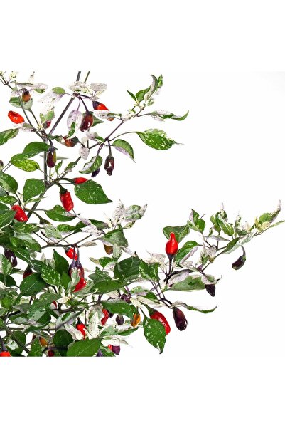 ZENGARDEN EV VE BAHÇE Mor Kaplan acı biberi tohumu purple tiger hot pepper