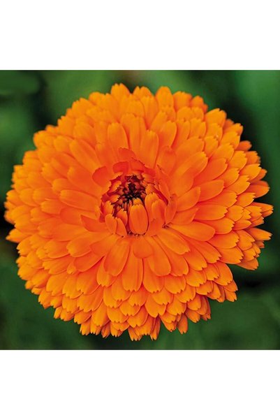 ZENGARDEN EV VE BAHÇE Balls turuncu aynı safa calendula tohumu
