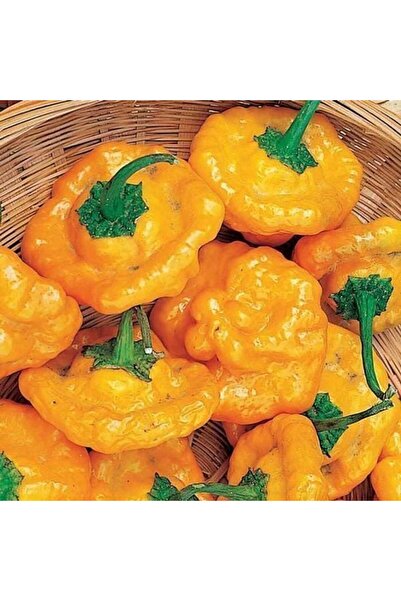 ZENGARDEN EV VE BAHÇE Acı sarı mantar biber tohumu jamaican yellow mushroom