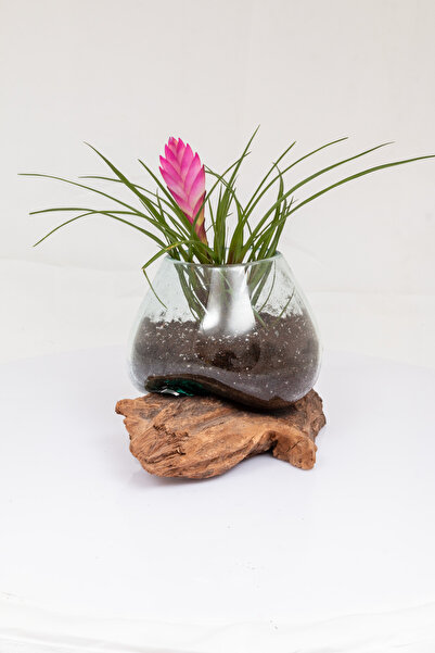 DEKORADAM TEAK AĞACI ÜFLEME CAM DEKOR , MUMLUK,AKVARYUM, TERARYUM